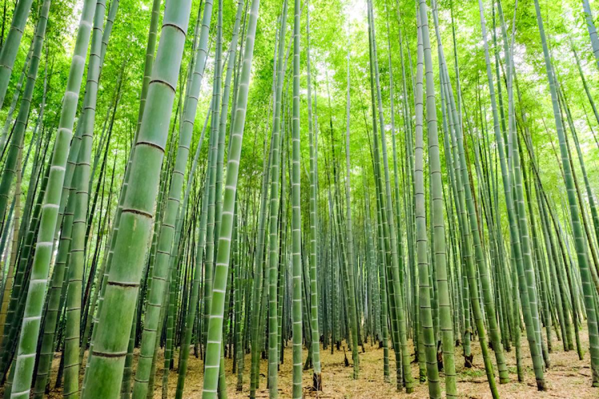 Il Bambù. La pianta del futuro